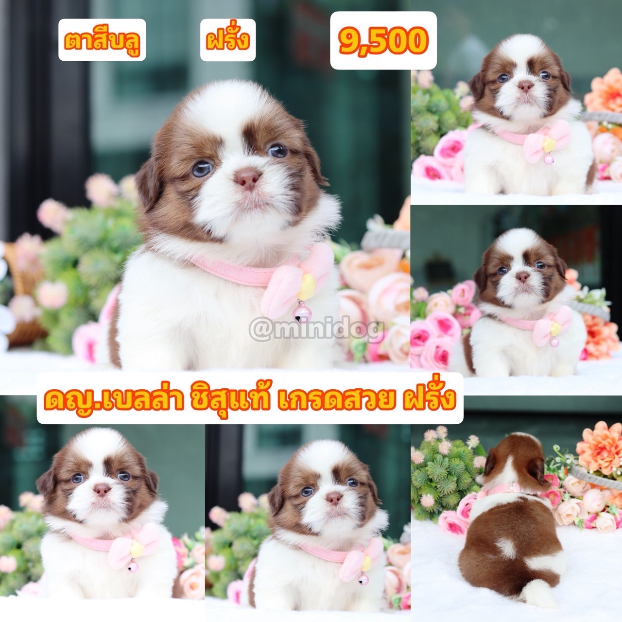 ชิสุแท้เกรดสวย