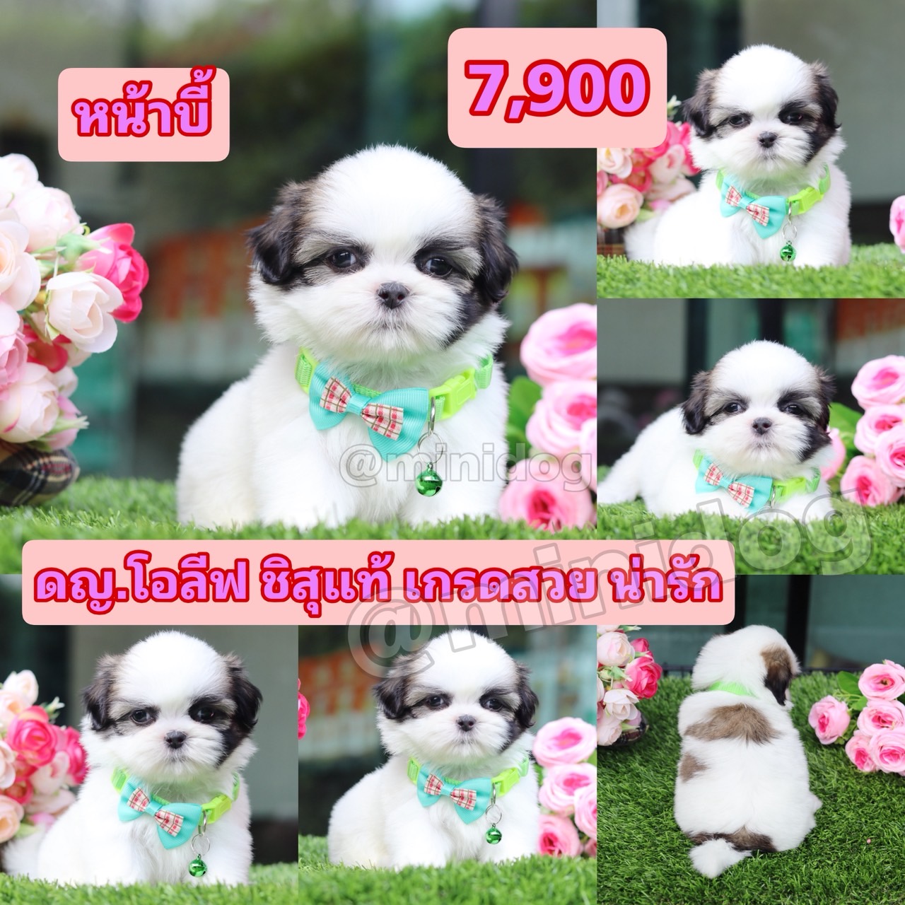 ชิสุแท้เกรดสวย