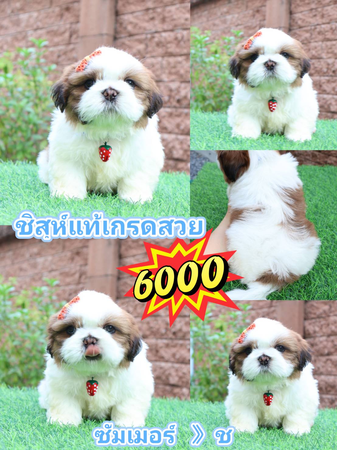 Shihtzu 6000