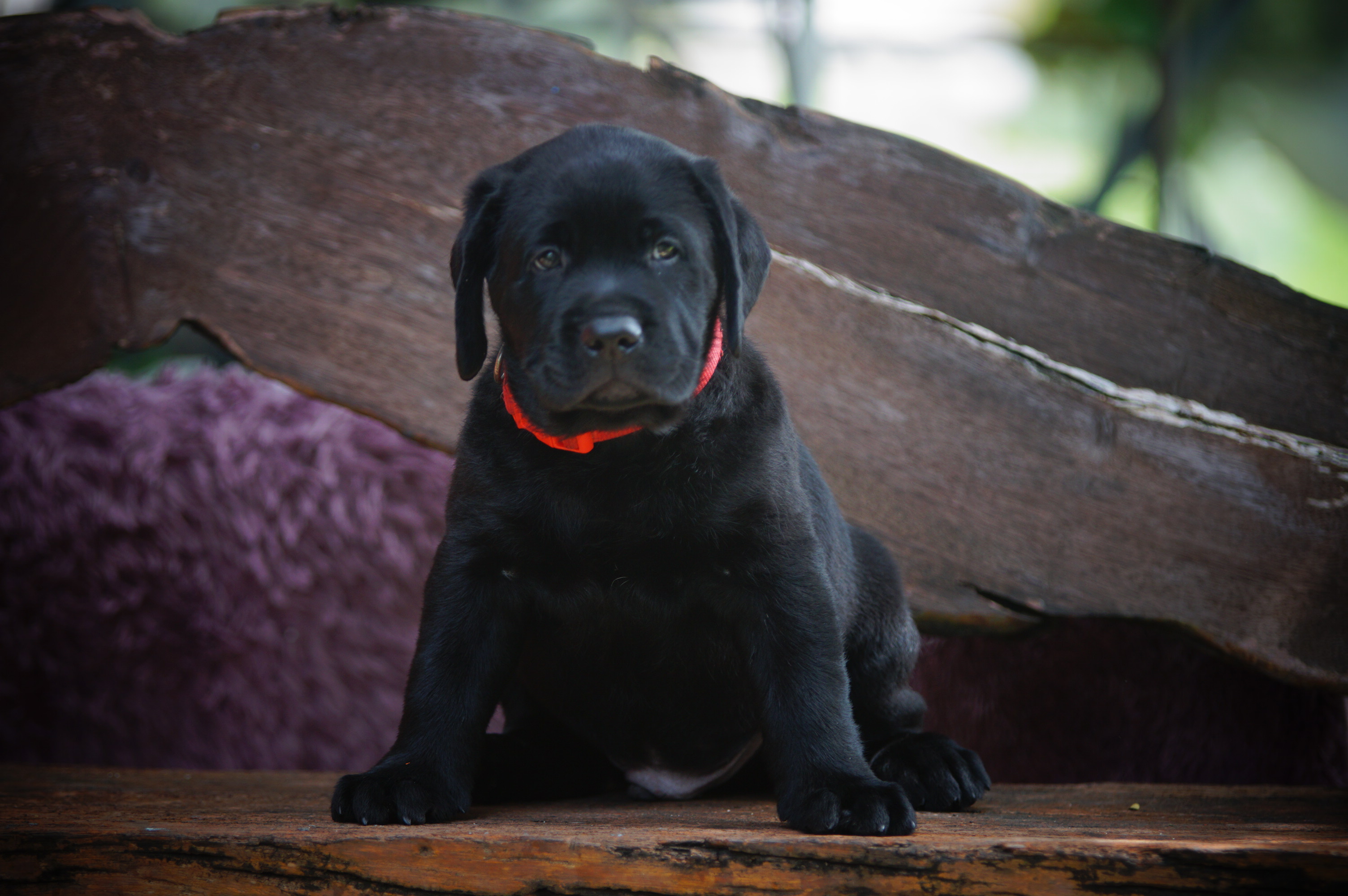 เปิดจองลูกสุนัขลาบราดอร์