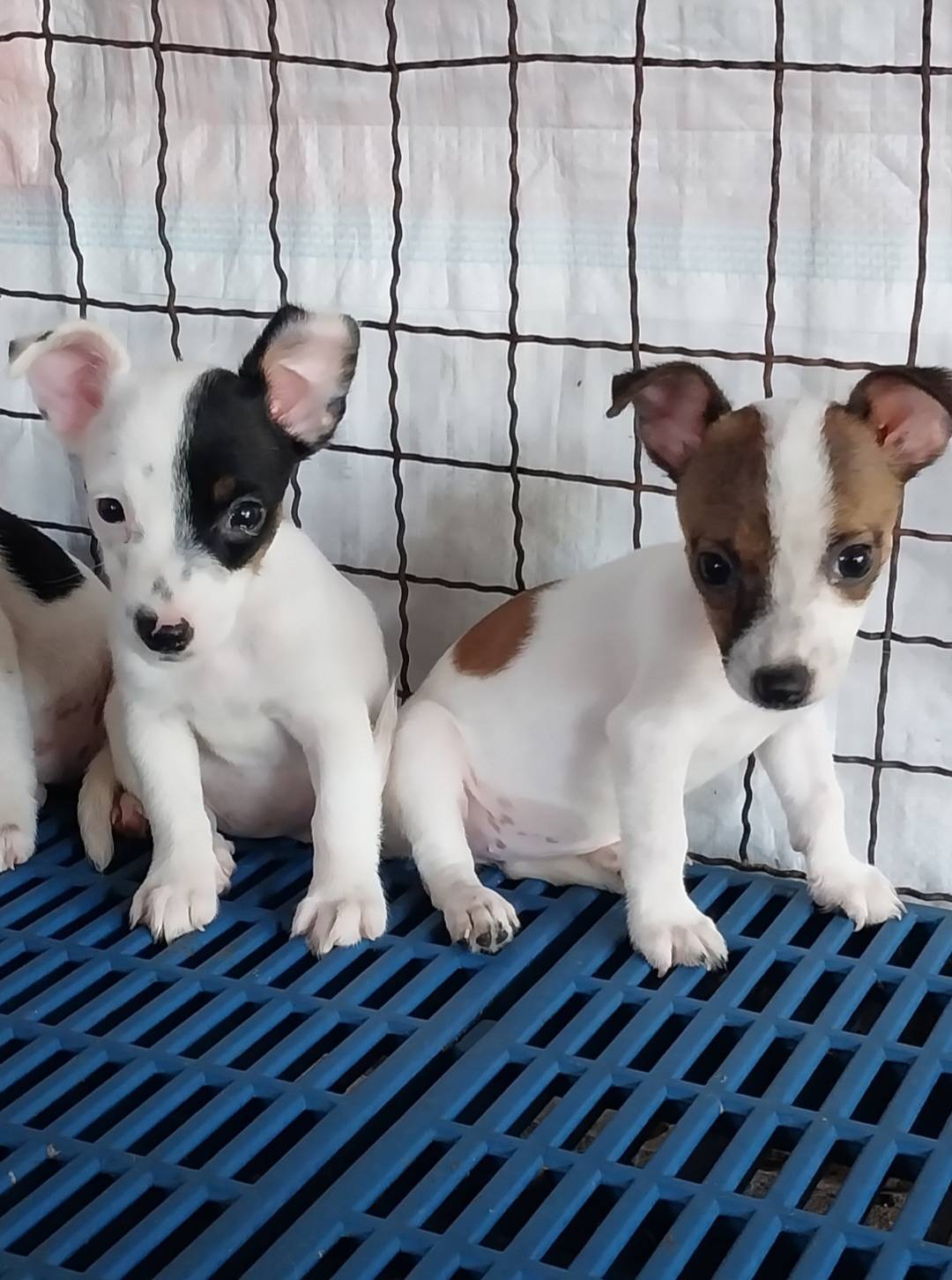 ลูกสุนัขแจ๊ครัสเซลล์พันธุ์แท้ ราคาตัวละ 4900 บาท