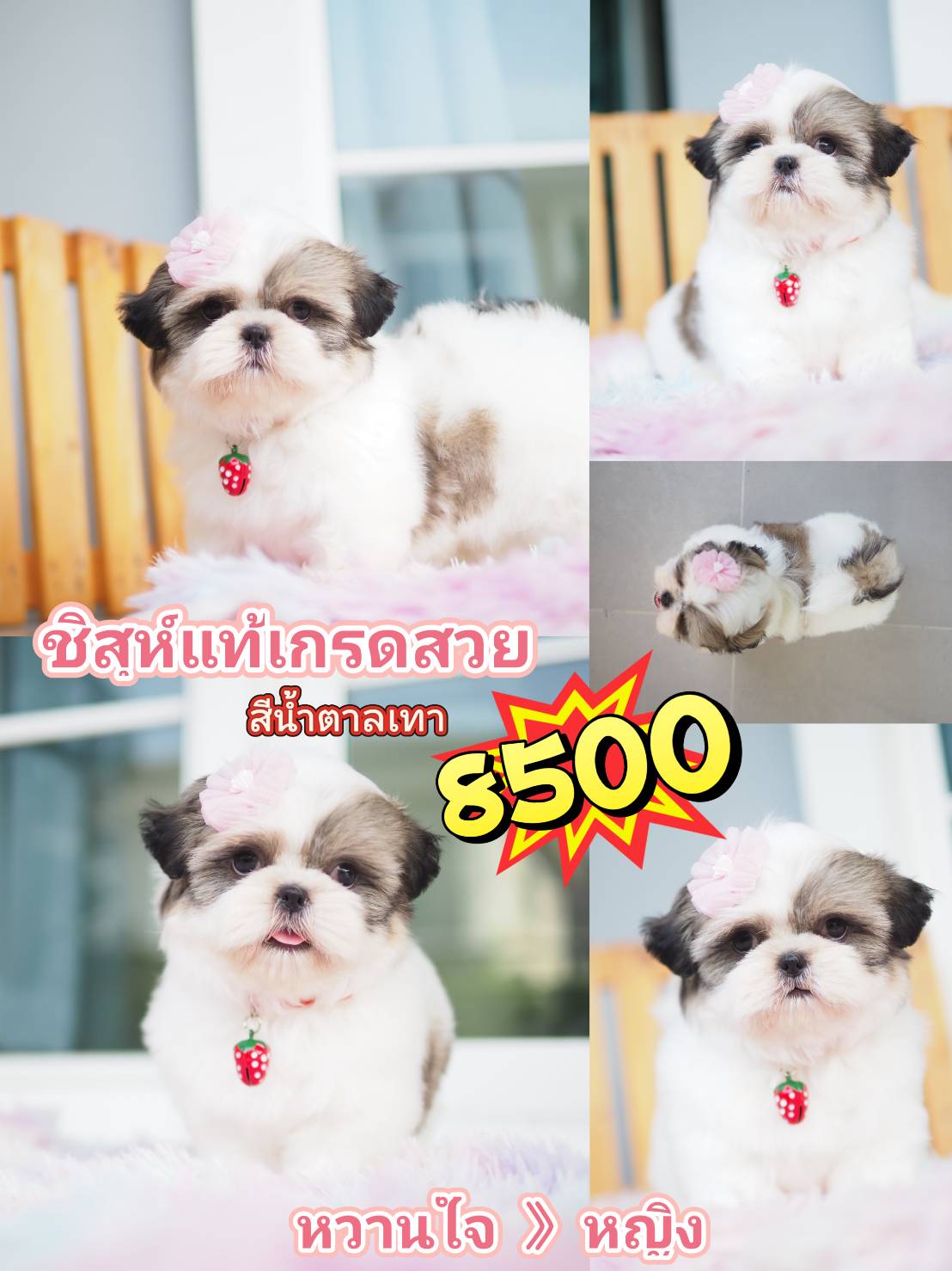 Shihtzu