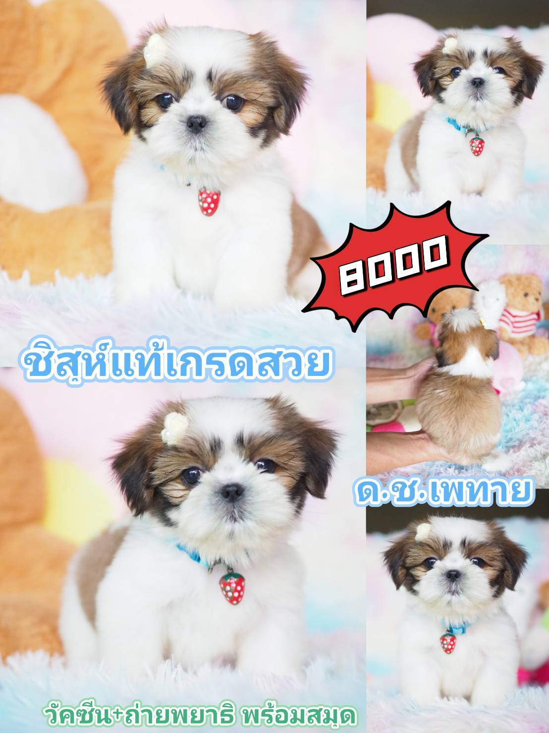 กิ๊ฟซ่า พร้อมวัคซีน