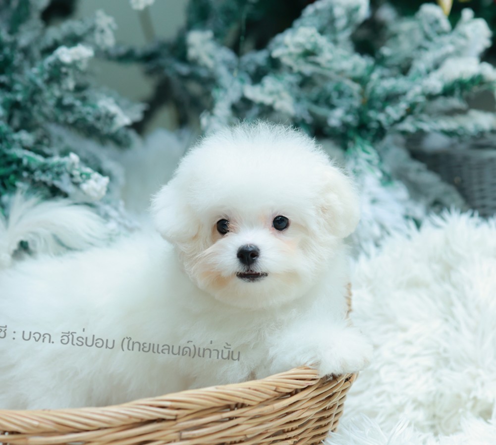 มินิบิชอง BCF-10480 เพศหญิง สีขาว สวยหวานลูกคุณ ตัวเล็ก ขนนุ่ม สายเลือดคุณพ่อคุณ...