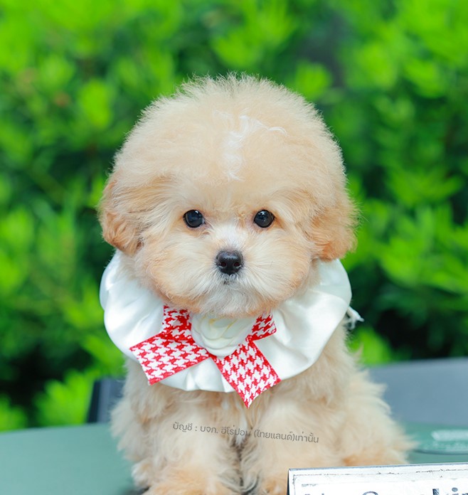 บิชองพู BCF-35598 เพศหญิง สีแชมเปญ อายุ 2 เดือน หน้าตาน่ารัก ขาสั้น ขนแน่นฟู ขี้...