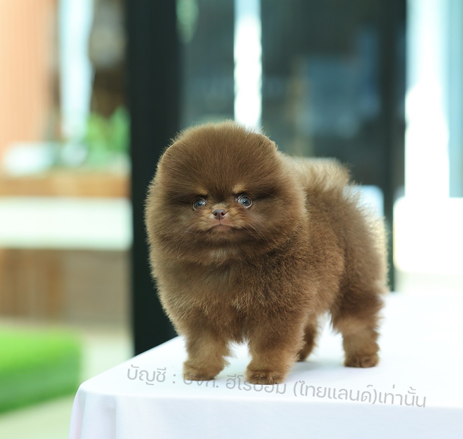 ปอมแท้ ปอมหน้าหมี HRM-10204 เพศชาย สีช็อค อายุ 2 เดือน ขนแน่น ขาใหญ่ กินเก่ง หน้...