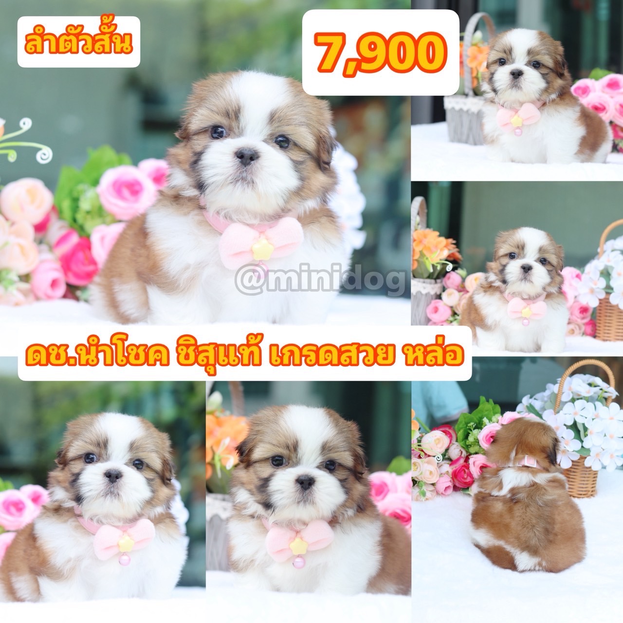 ชิสุแท้เกรดสวย