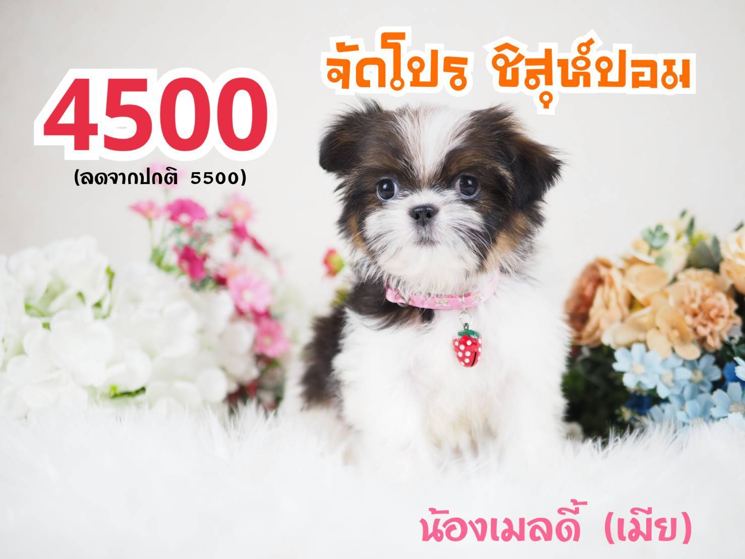 กิ๊ฟซ่าชิสุ จตุโชติ กทม.