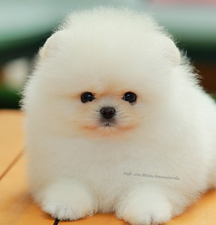 ปอมแท้ ปอมเมอเรเนียน HRM-68773 เพศชาย สีขาว อายุ 2 เดือน หน้าตาน่ารัก ขาสั้น ขนแ...
