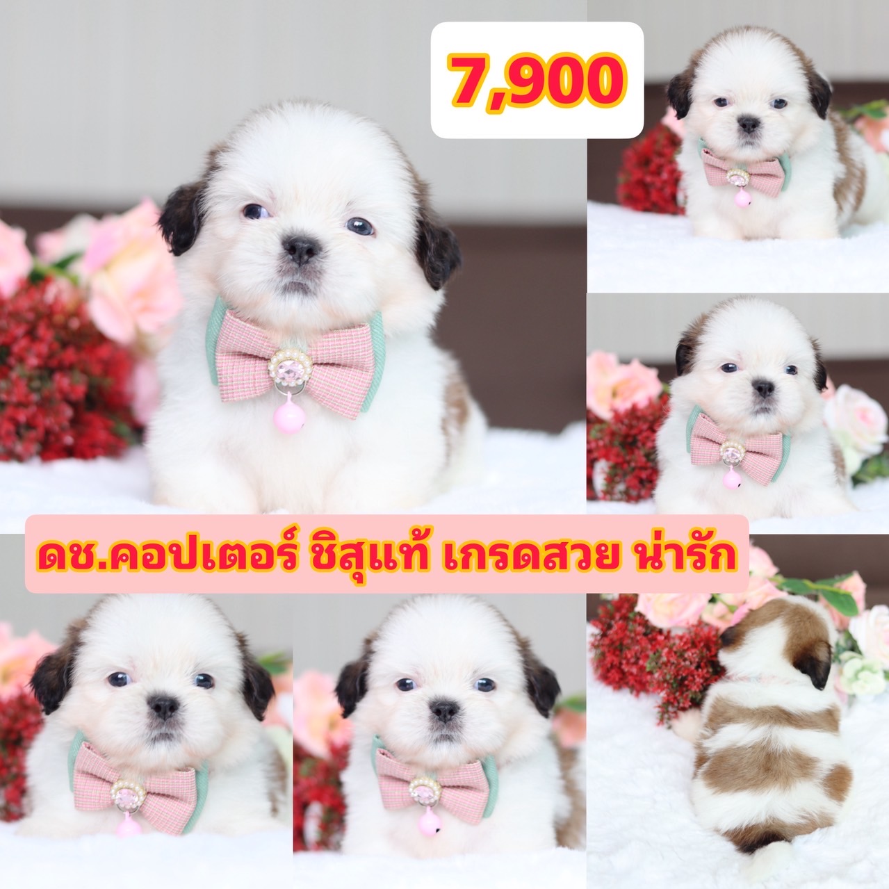 ชิสุแท้เกรดสวย