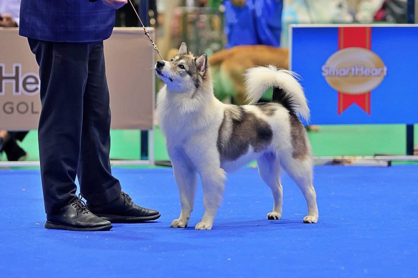 บางแก้ว สายประกวด 100%