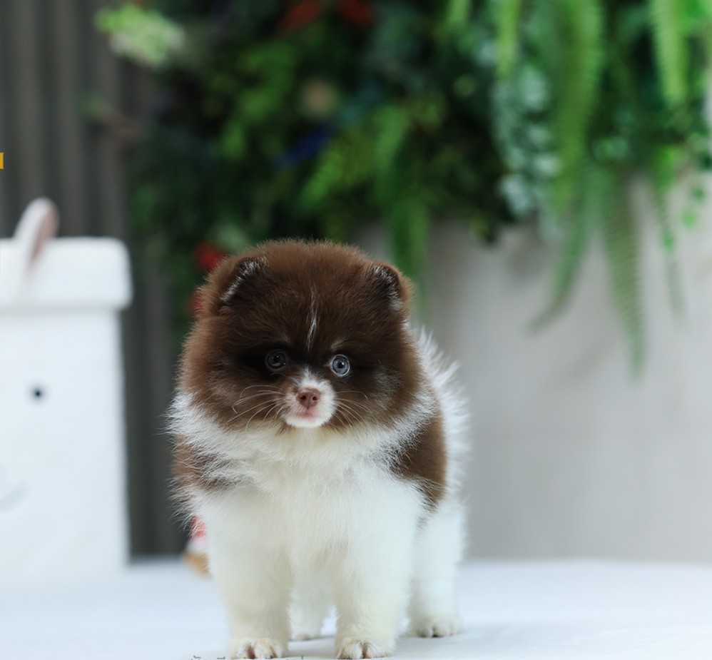 ปอมแท้ ปอมหน้าหมี HRF-10707 เพศหญิง สีปาร์ตี้ช็อก อายุ 2 เดือน ขนแน่น ขาใหญ่ กิน...