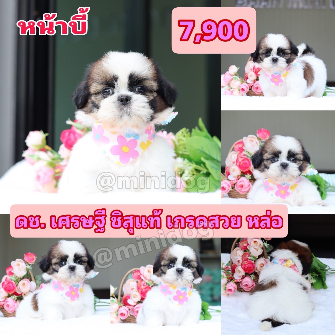 ชิสุแทัเกรดสวย