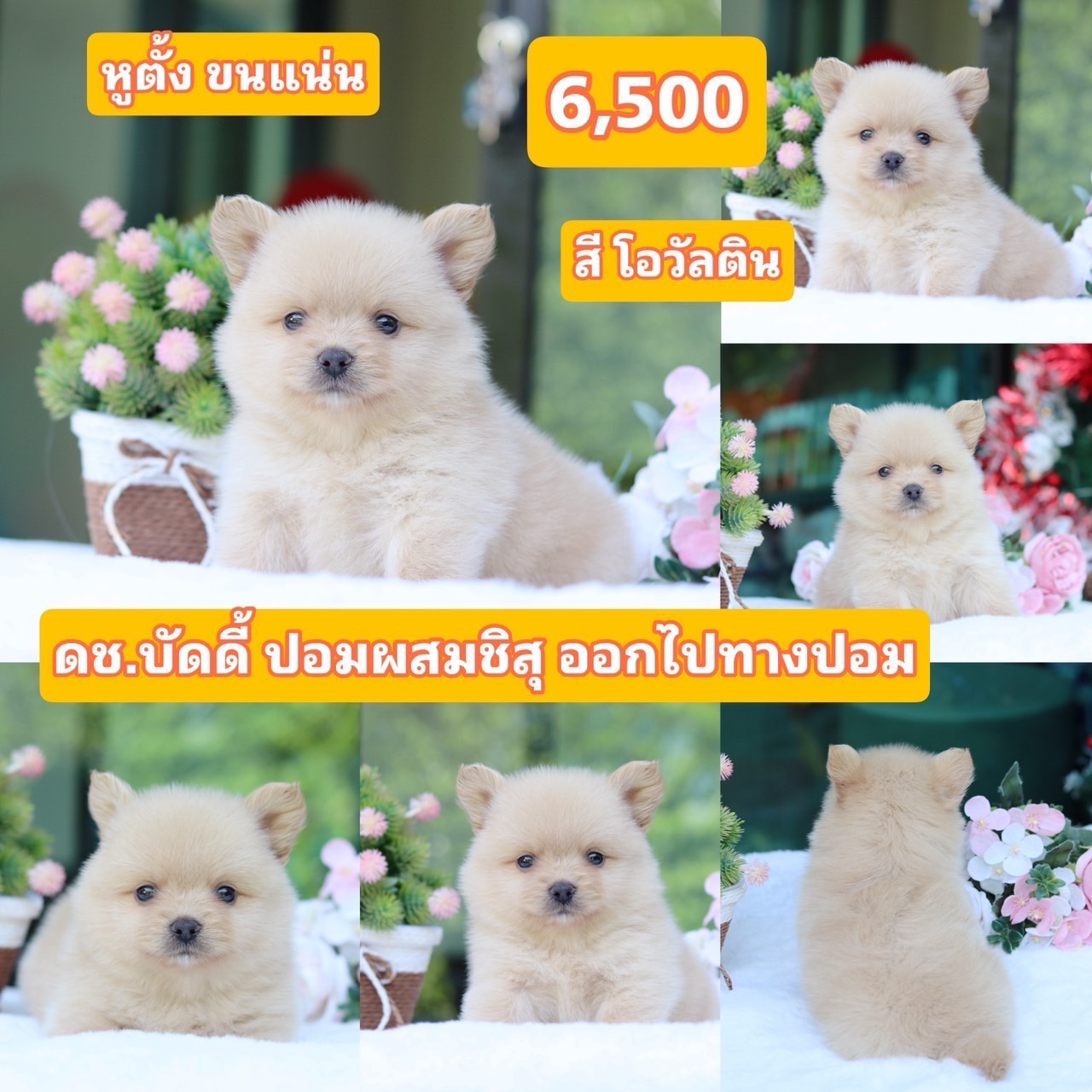 ชิสุผสมปอม