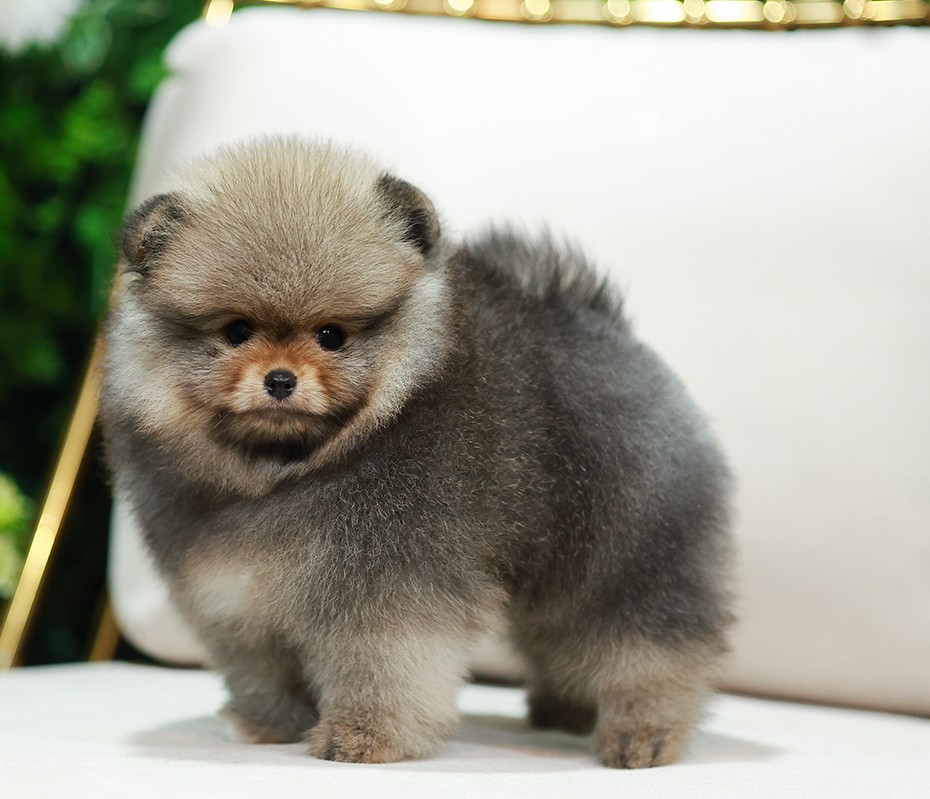 Pomeranian HRM-50841 เพศชาย อายุ 2 เดือน ตัวเล็ก ขาสั้น หน้าสั้น ขนแน่นฟู