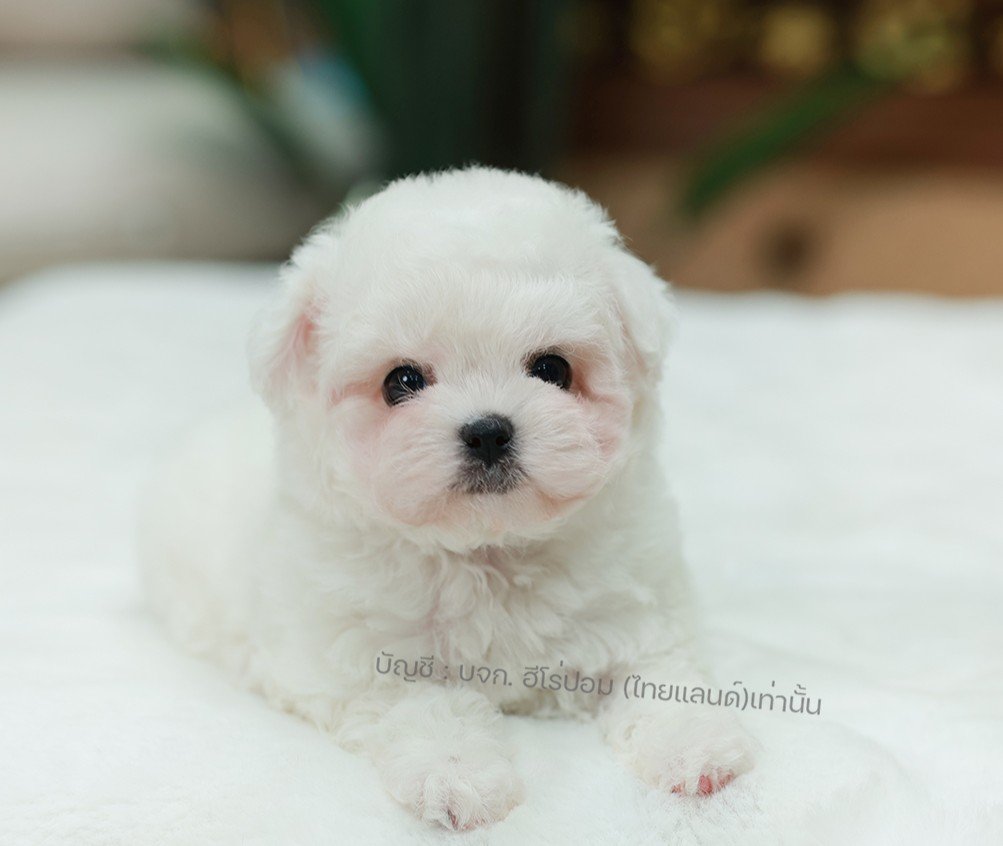 มินิบิชอง ฟริเซ่ รหัสสุนัข BCF-10675 สายพันธุ์มินิบิชอง เพศหญิง สีขาว น้องร่าเริ...