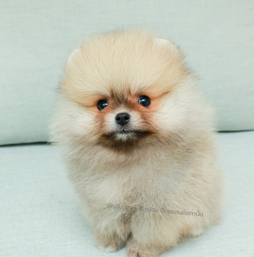 ปอมหน้าหมี ปอมแท้ ปอมเมอเรเนียน HRM-68360 เพศชาย สีส้ม อายุ 2 เดือน ตัวเล็ก ขาสั...