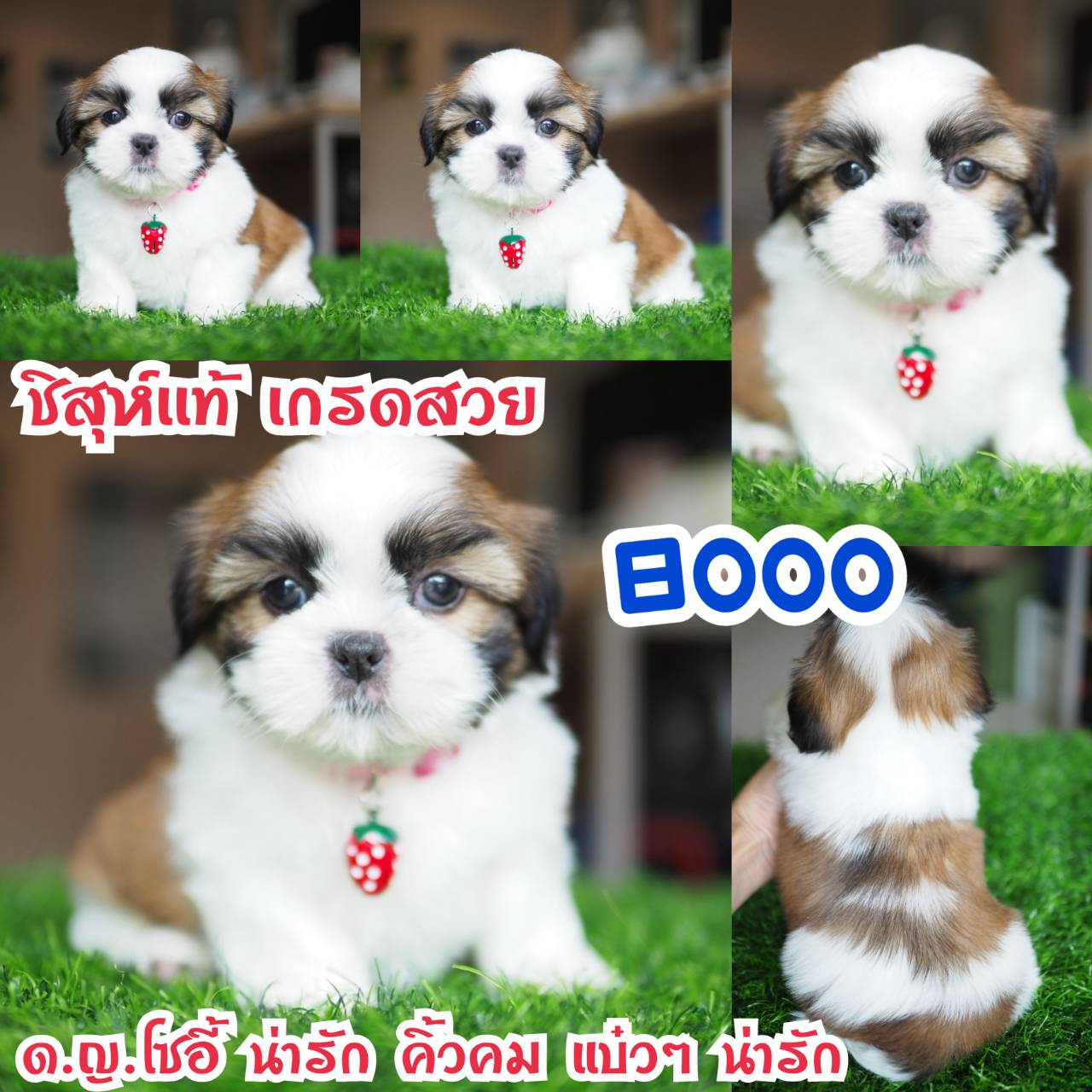 อาณาจักรกิ๊ฟซ่า แหล่งรวบรวม ชิสุห์ สุดน่ารัก