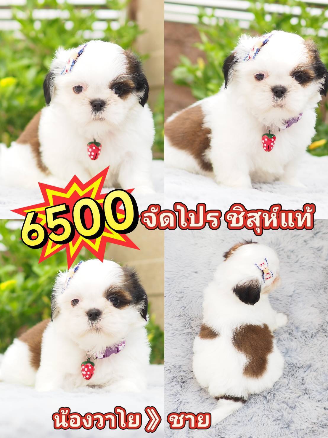 Shihtzu 6500