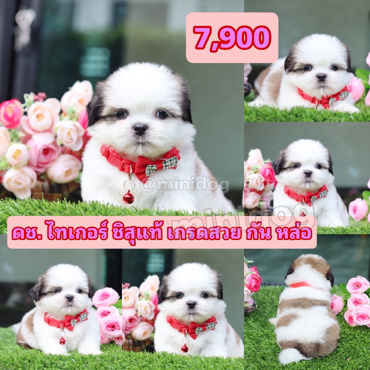 ชิสุแท้เกรดสวย