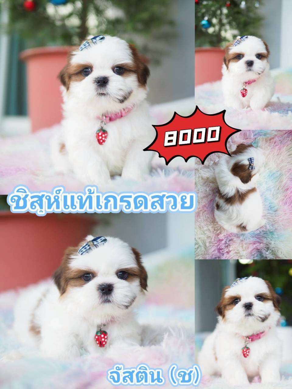 กิ๊ฟซ่า ลดได้ๆ จ้า