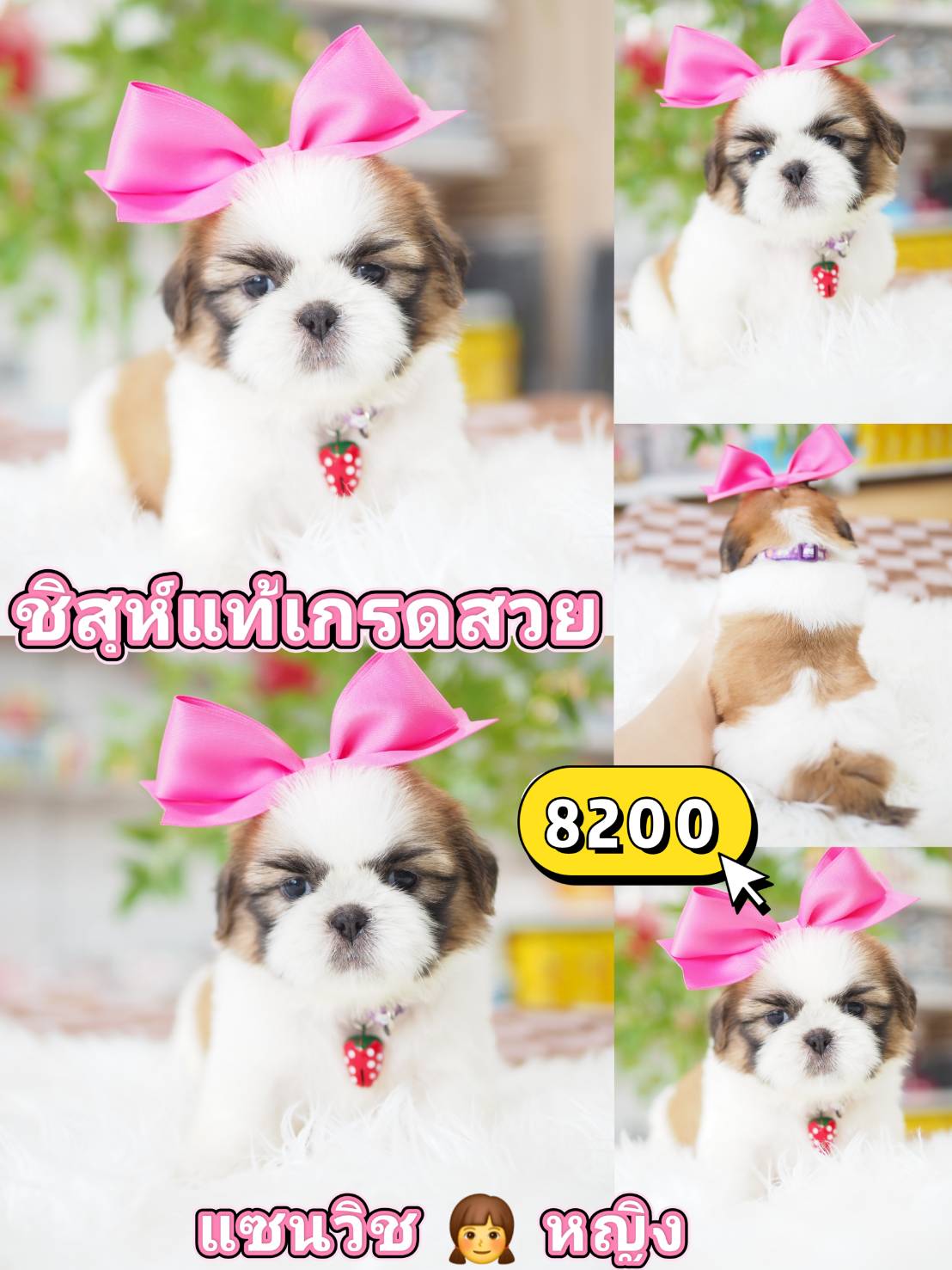Shihtzu