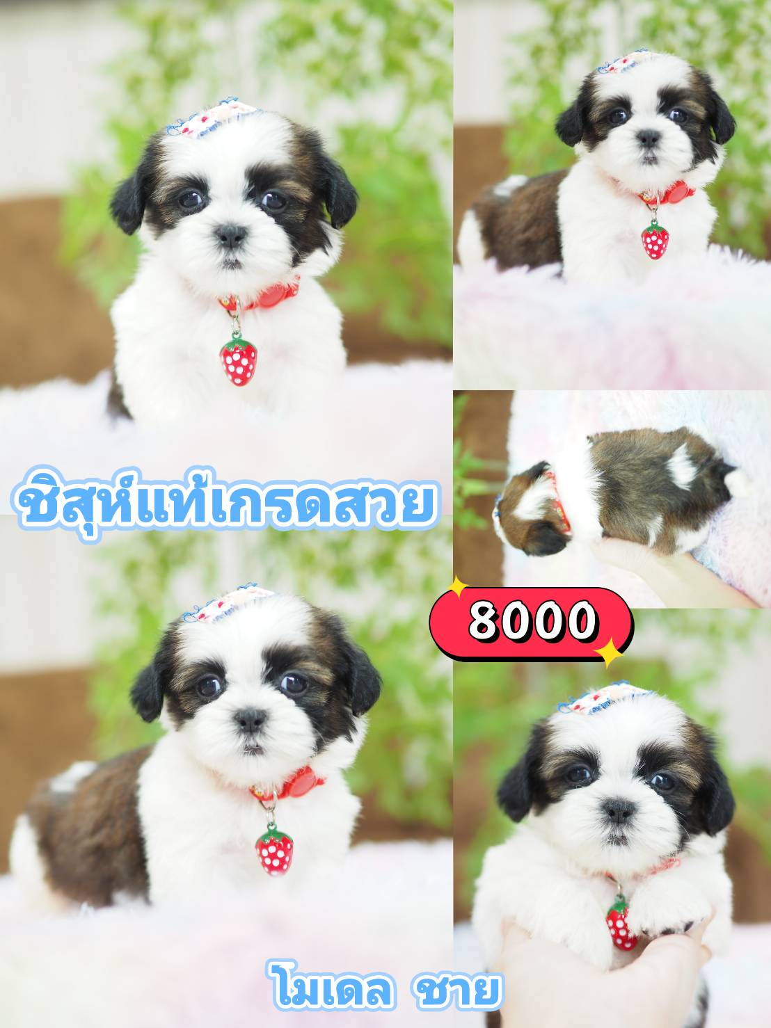 Shihtzu ลด 10%