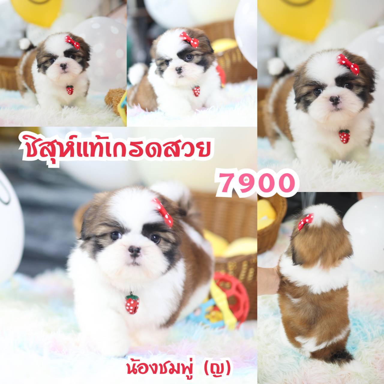 กิ๊ฟซ่า มาแล้ว ถูกและดี @kibzaa