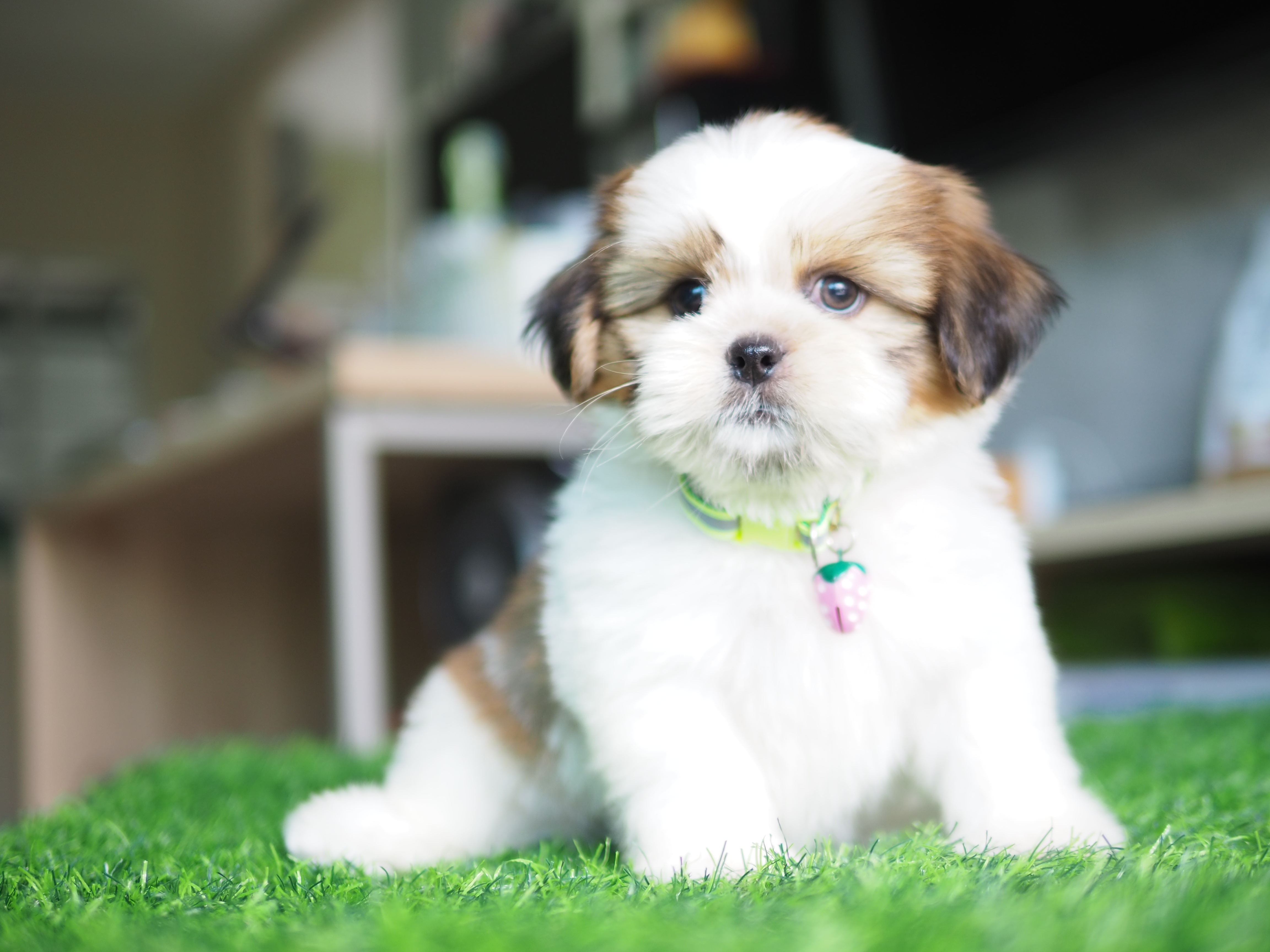 Shihtzu กิ๊ฟซ่า