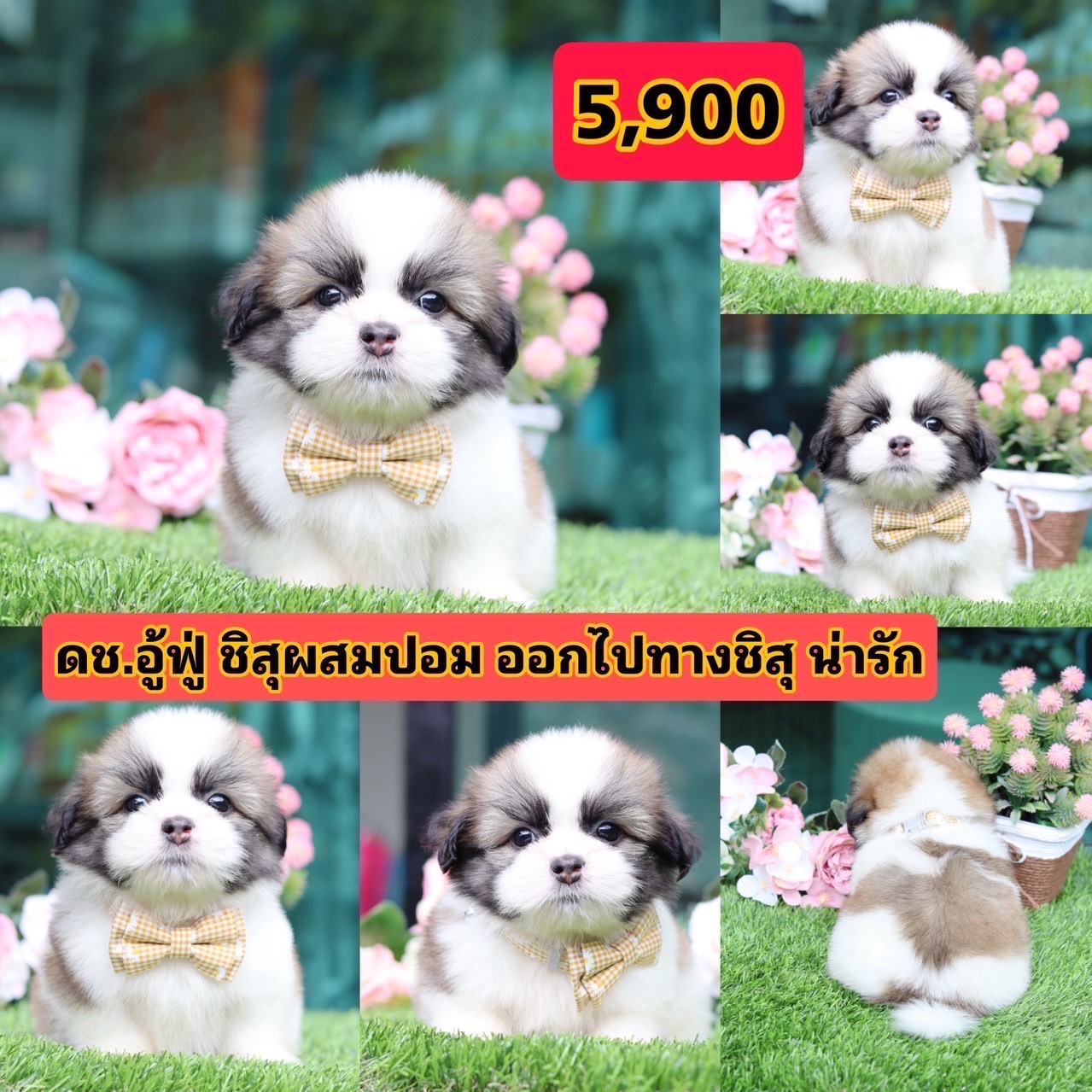 ชิสุผสมปอม