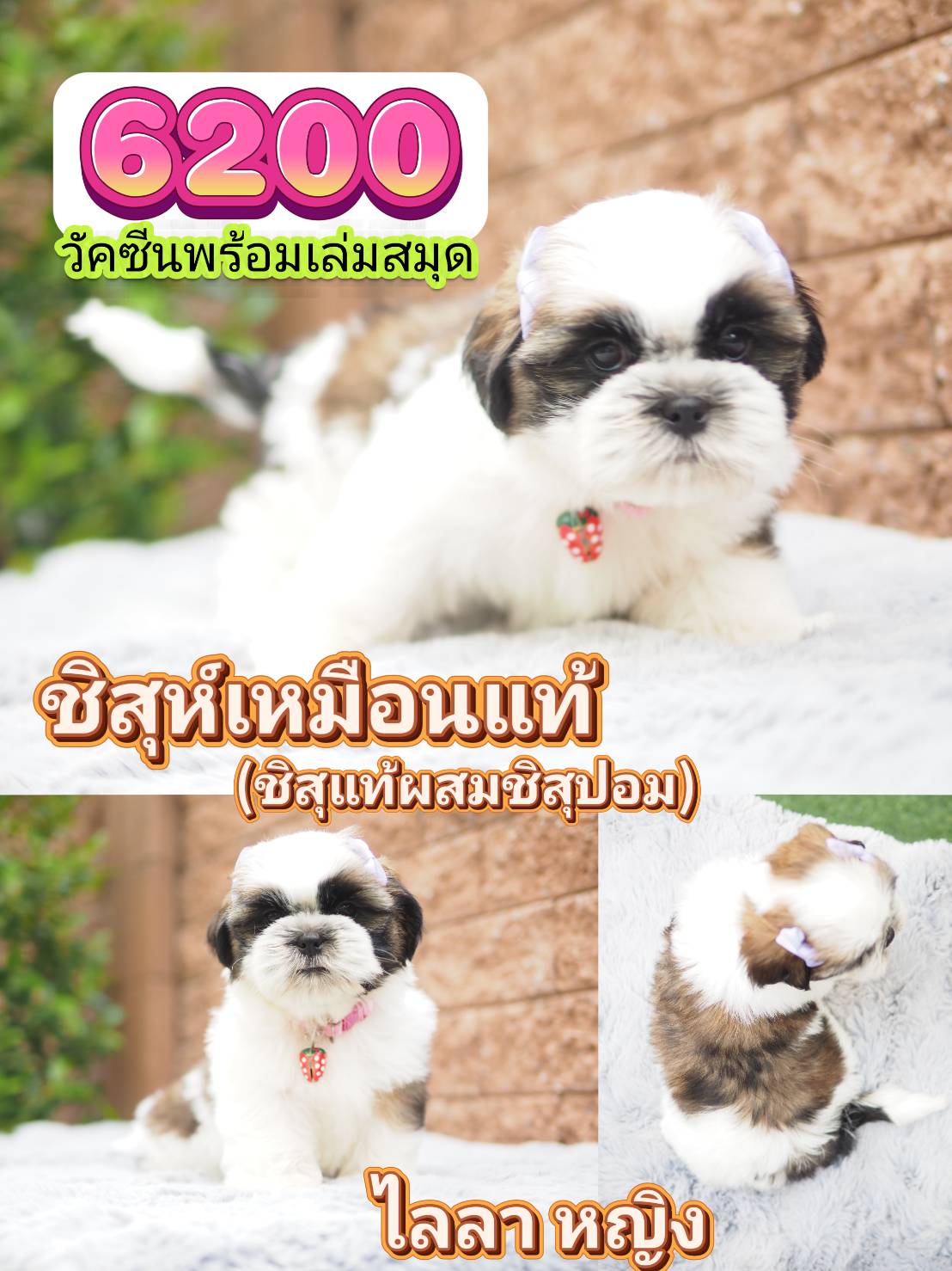 กิ๊ฟซ่าชิสุ ❤️ กทม