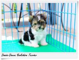 [Doozie-Deeva's Yorkies] ขายลูกบีเวอร์ยอร์ค “น้องเอ็มม่า” (Emma) บีเวอร์ ยอร์คเช...