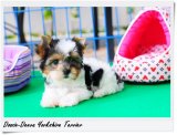 [Doozie-Deeva's Yorkies] ขายลูกบีเวอร์ยอร์ค “น้องซ่อนย่า” (Sonia) บีเวอร์ยอร์ค เ...