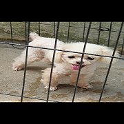 ขาย POODLE เพศผู้ ไซด์ จ๋ว สีขาว อายุ 3 ปี