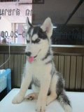 มีลูกสุนัขพันธ์ไซบีเรียนฮัสกี้หลานไทยแชมป์จำหน่ายพร้อมใบเพดดีกรีเต็มใบ