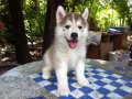 ขายลูกไซบีเรียพร้อมใบเพ็ต เพศเมีย 9500 บาท