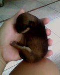 ชิวาวาเพศเมีย น่ารักโดนใจ