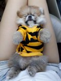 Pomeranian ราคาถูก ปลีก-ส่ง