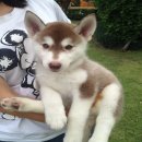 ขายน้องไซบีเรียนแท้ สวย รอยมาร์คครบ มี 3สีให้เลือกเลยค่ะ 