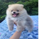 ปอมน้อยเพศเมียหน้าหวานๆตัวจิ๋วๆ