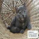 สก็อตติชโฟล์แท้ขนกำมะหยี่