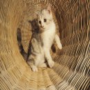 Scottish Fold SCFC หน้าสวยฟอร์มดี