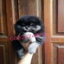 ปิดการขายน้องปอมเพศผู้  สีแบลคแทน