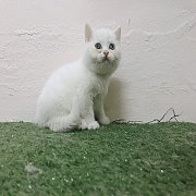 Scottich foldแท้