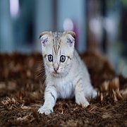 เปิดจอง Scottish fold male แมวหูพับ เพศผู้