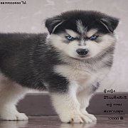 ขาย ไซบีเรียน ฮัสกี้,  กทม  มารับเองลดได้ครับ มีใบเพตดีกีรับลอง