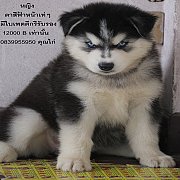 ขาย ไซบีเรียน ฮัสกี้,  กทม  มารับเองลดได้ครับ มีใบเพตดีกีรับลอง
