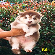 ฮักกี้เพศผู้ สีคอป น่าตาน่ารัก สุขภาพแข็งแรง ราคไม่แพง พร้อมจัดส่งฟรี