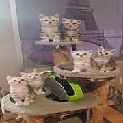 ขาย Scottish Fold หูพับ หูตั้ง เด็กชาย เด็กหญิง 2 เดือน 5 ตัว ติดต่อเบอ 085-515-...