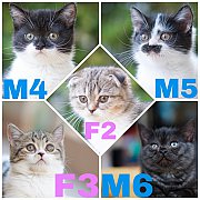 ขายแมวสก๊อตติชโฟลด์